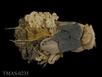 藏品(美國牛蛙)的圖片